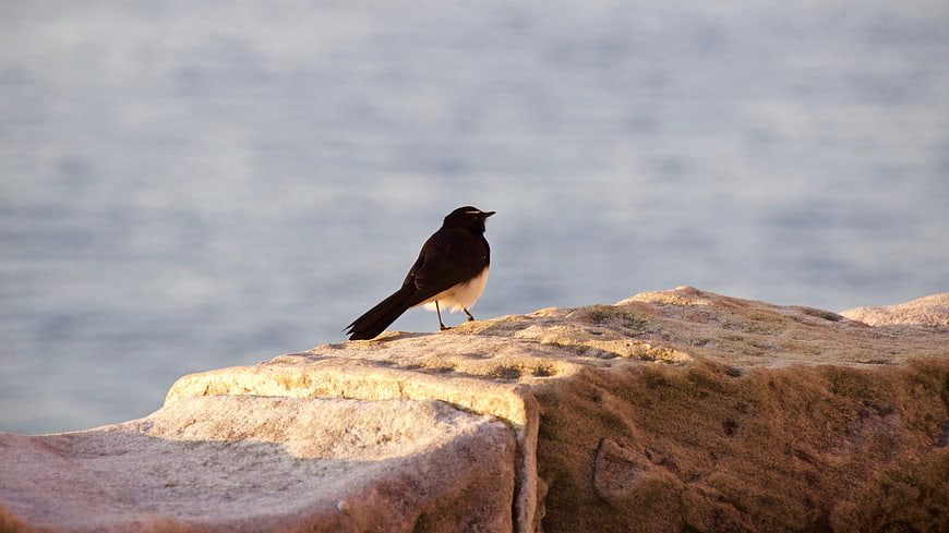 Black and White Bird Perched on Rock by Water