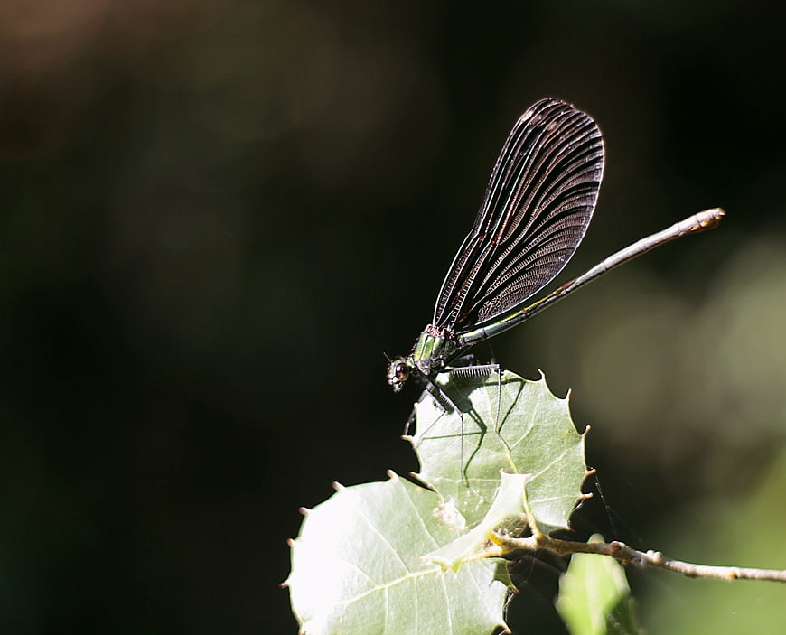 Black damselfly perched on a green leaf in nature