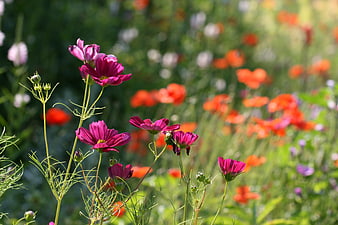 Vibrant Pink Cosmos Flowers in a Sunny Meadow