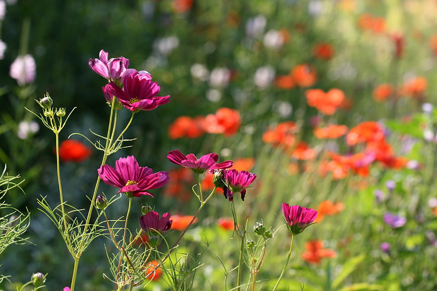 Vibrant Pink Cosmos Flowers in a Sunny Meadow