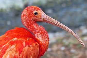 Close-up portrait of a vibrant red ibis bird with long curved beak