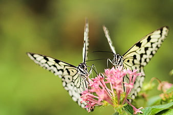 Two Black and White Butterflies Feeding on Pink Flowers