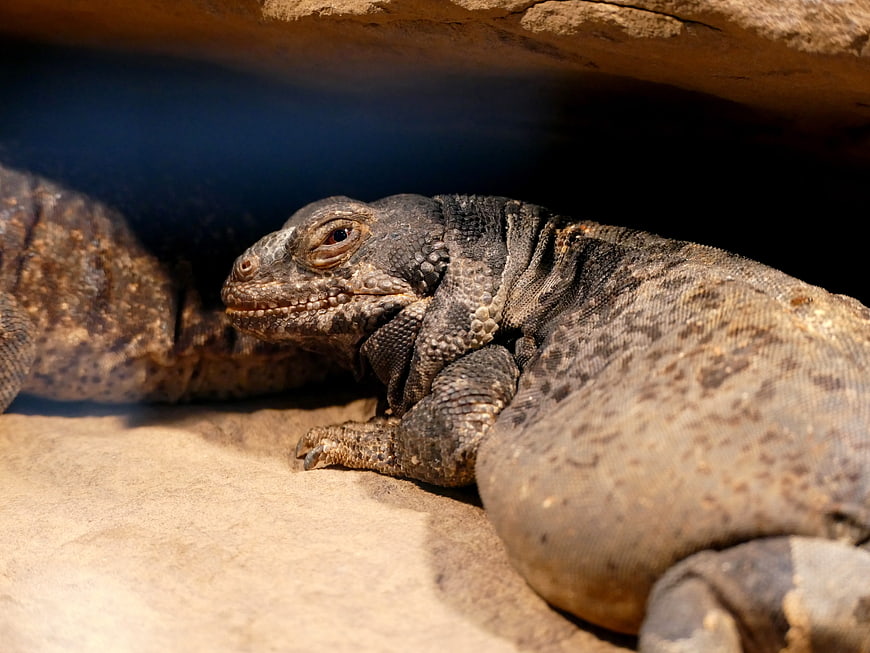 Close-up of a Rhinoceros Iguana Resting on Sand