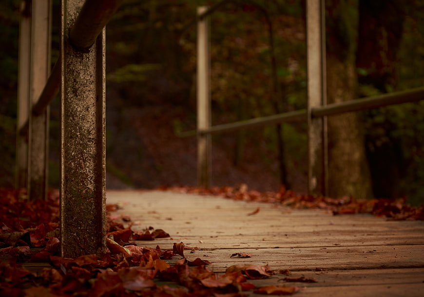 Low angle view of wooden bridge with autumn leaves