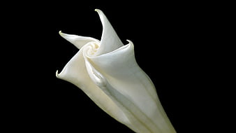 Elegant White Calla Lily on Black Background