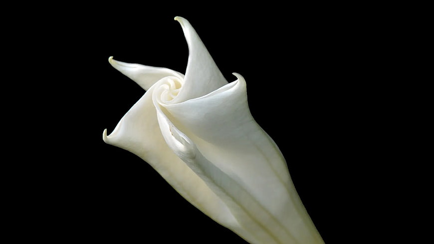 Elegant White Calla Lily on Black Background