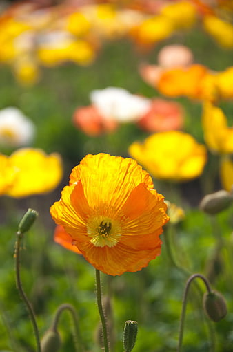 Close-up of vibrant orange poppy flower in field
