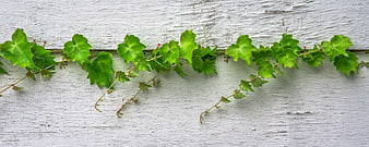 Green Ivy Vine Growing On White Weathered Wooden Wall