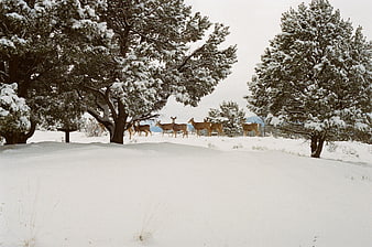 Herd of deer walking through snowy winter forest landscape