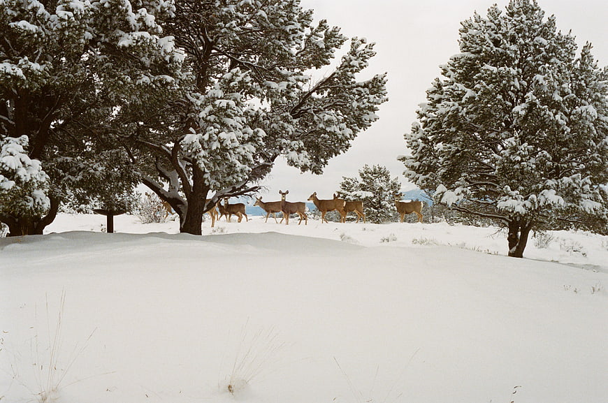 Herd of deer walking through snowy winter forest landscape