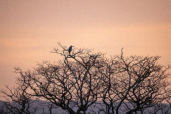 Silhouette of Heron Perched on Bare Tree Branches at Sunset