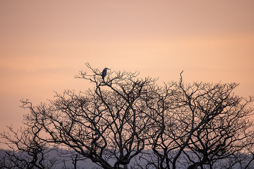 Silhouette of Heron Perched on Bare Tree Branches at Sunset