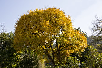 Vibrant yellow autumn tree against blue sky