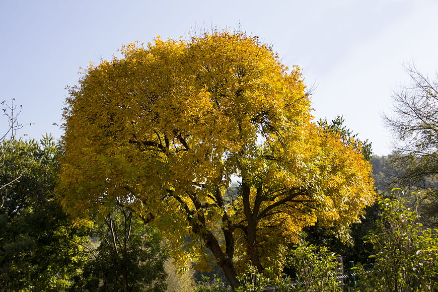 Vibrant yellow autumn tree against blue sky