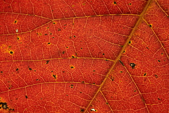 Macro Texture of Red Autumn Leaf Veins