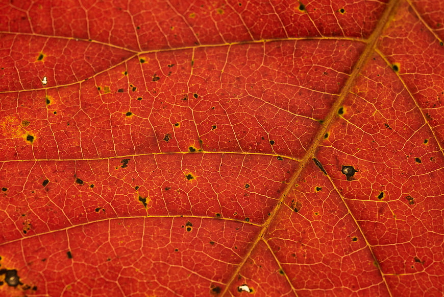 Macro Texture of Red Autumn Leaf Veins