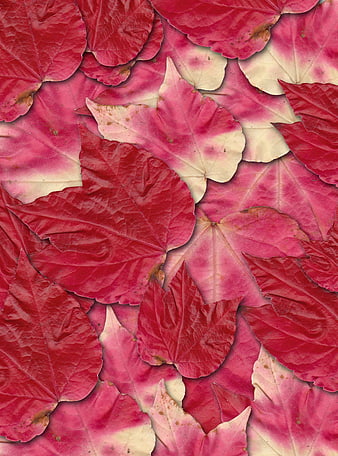 Textured Red and Pink Autumn Leaves Background