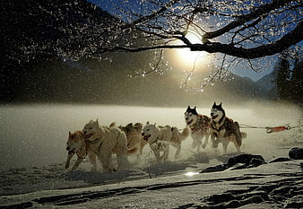 Sled dog team racing through snowy winter landscape