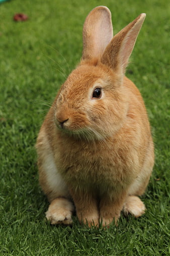 Cute Brown Rabbit Sitting on Green Grass