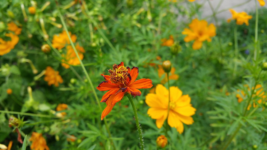 Close-up of vibrant orange and yellow cosmos flowers in a garden
