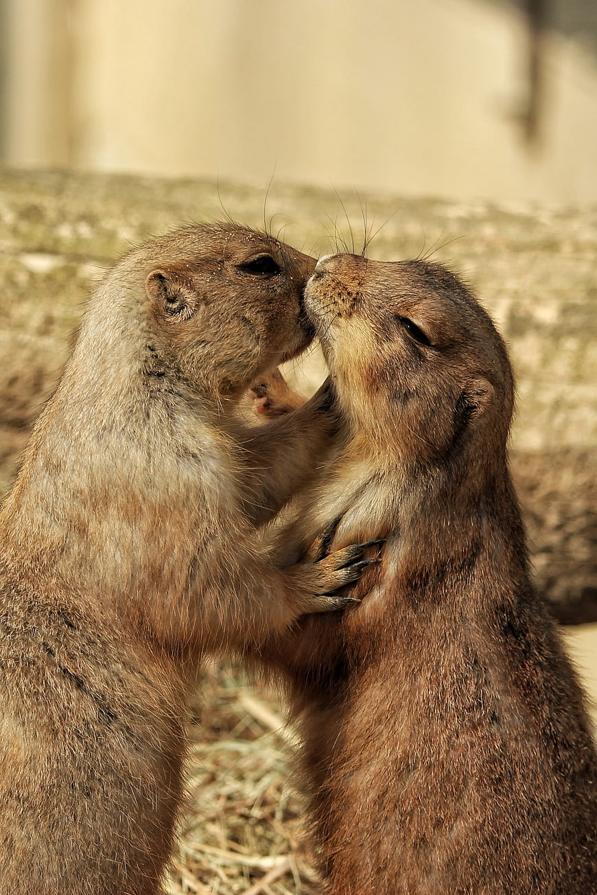 Two Prairie Dogs Kissing in a Warm, Natural Setting