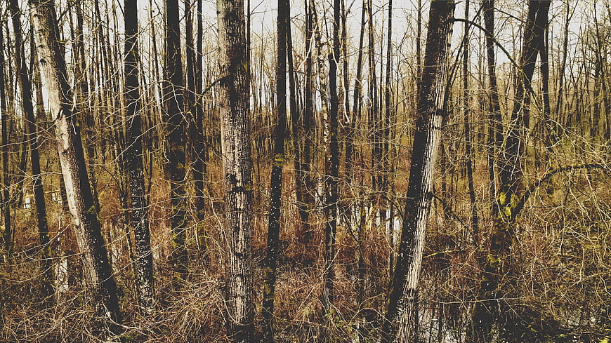 Dense Wetland Forest with Bare Trees and Marshy Ground