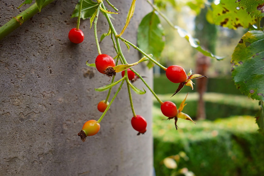 Red Rosehips Hanging on a Vine Against a Stone Wall