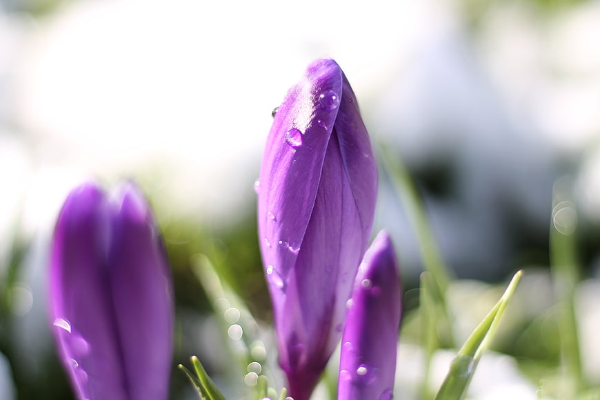 Purple Crocus Bud with Water Droplets in Spring