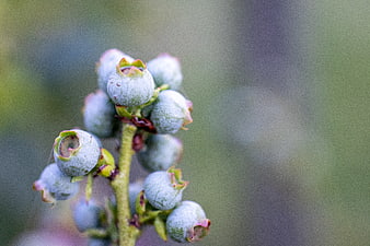 Close-up of unripe blueberries on a branch with blurred background