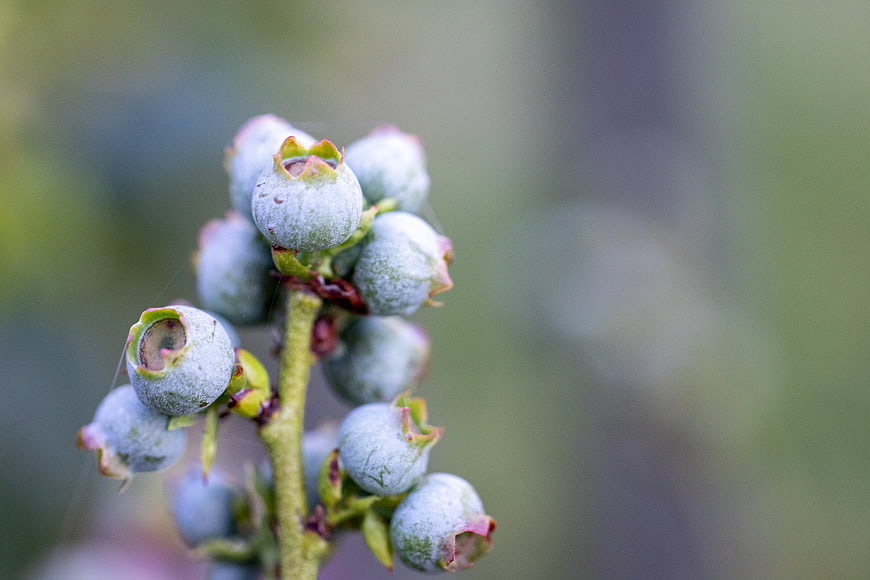 Close-up of unripe blueberries on a branch with blurred background