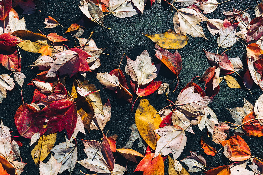 Colorful Autumn Maple Leaves Scattered on Dark Asphalt