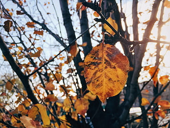 Golden autumn leaf backlit by sunlight on tree branch