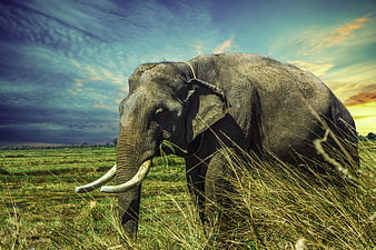 Majestic Wild Elephant Grazing in Grassy Savanna at Sunset
