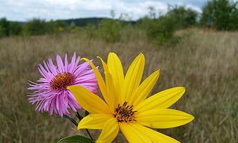 Yellow and Purple Wildflowers in a Grassy Meadow
