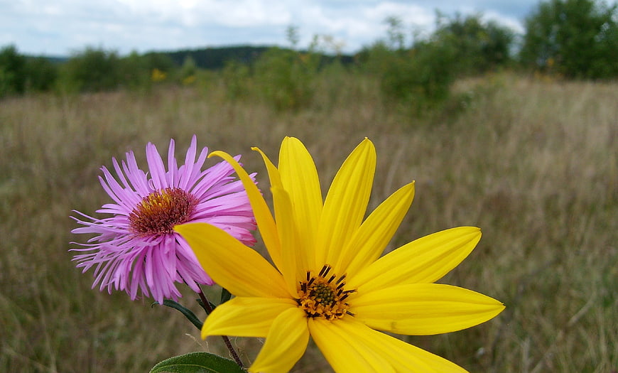 Yellow and Purple Wildflowers in a Grassy Meadow