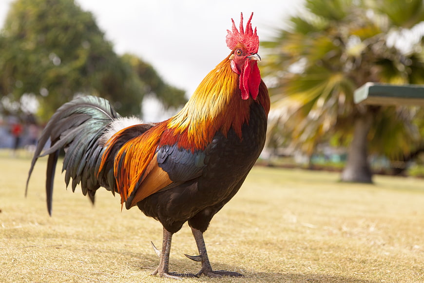 Colorful Rooster Standing on Dry Grass in Park