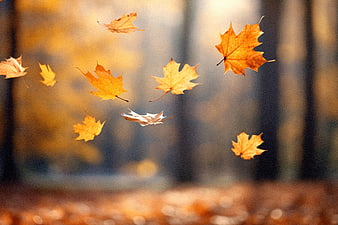 Falling orange maple leaves in autumn forest with bokeh