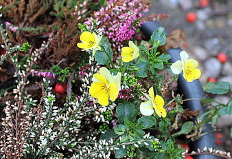 Yellow Pansies and Pink Heather in Garden Bed