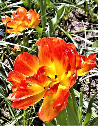 Vibrant Orange and Yellow Tulip Close-Up in Garden