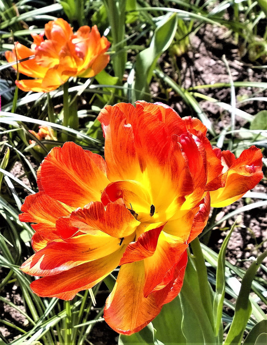 Vibrant Orange and Yellow Tulip Close-Up in Garden