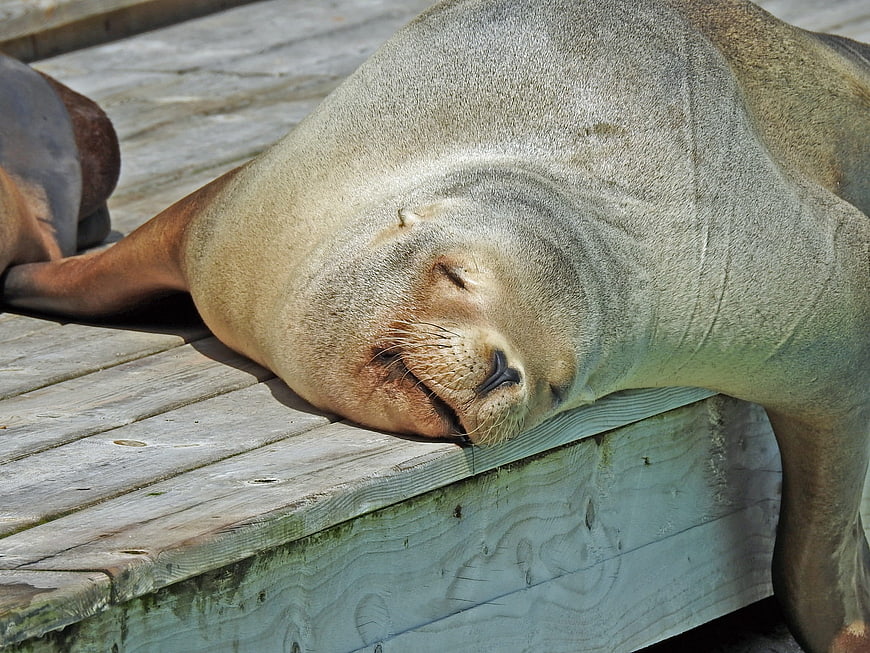 Sleeping Sea Lion on Wooden Dock