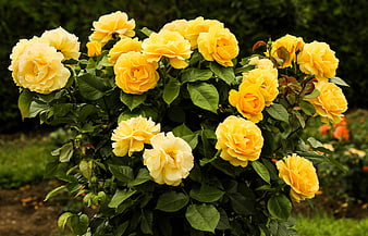 Vibrant Yellow Rose Bush in Full Bloom
