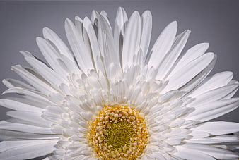 Macro Close-Up of White Gerbera Daisy with Yellow Center