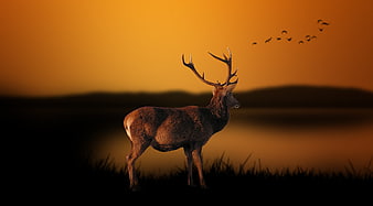 Majestic Stag Silhouette at Golden Sunset with Flying Birds