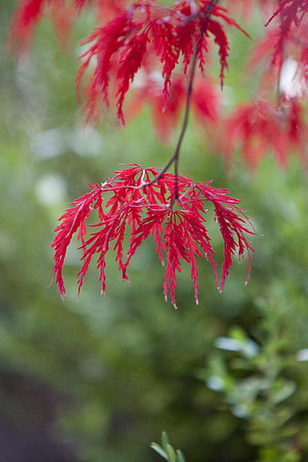 Vibrant Red Japanese Maple Leaves Against Green Background