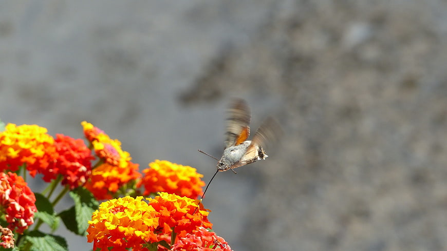 Hummingbird Hawk Moth Feeding on Vibrant Lantana Flowers