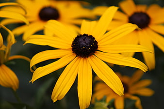 Close-up of vibrant yellow black-eyed susan flower