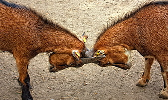 Two Brown Goats Locking Horns in a Fight