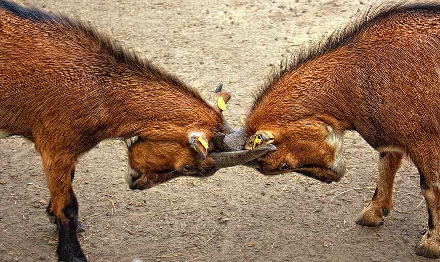 Two Brown Goats Locking Horns in a Fight