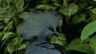 Violet Turaco Bird With Distinctive Crest In Lush Green Foliage